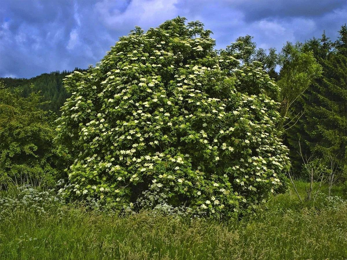 Sambucus nigra