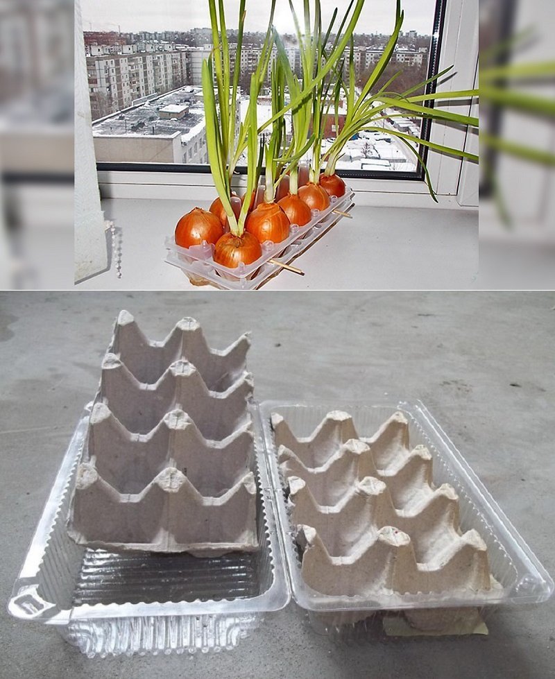 Легионер лук на зелень. Лук на зелень в яичных ячейках. Лук на зелень в огороде. Зелёный лук на подоконнике. Лук севок на подоконнике для зелени.