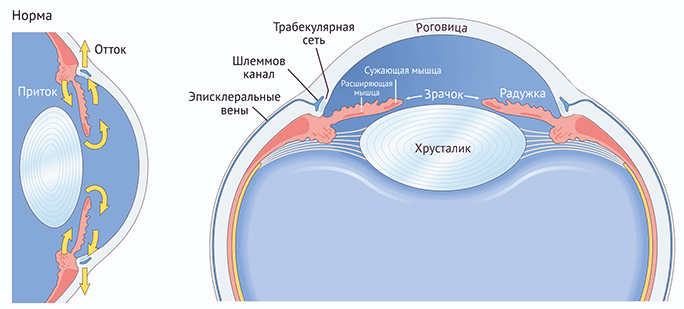 Пространства глаза. Схема циркуляции внутриглазной жидкости. Схема оттока внутриглазной жидкости. Циркуляция водянистой влаги схема. Строение глаза водянистая влага.