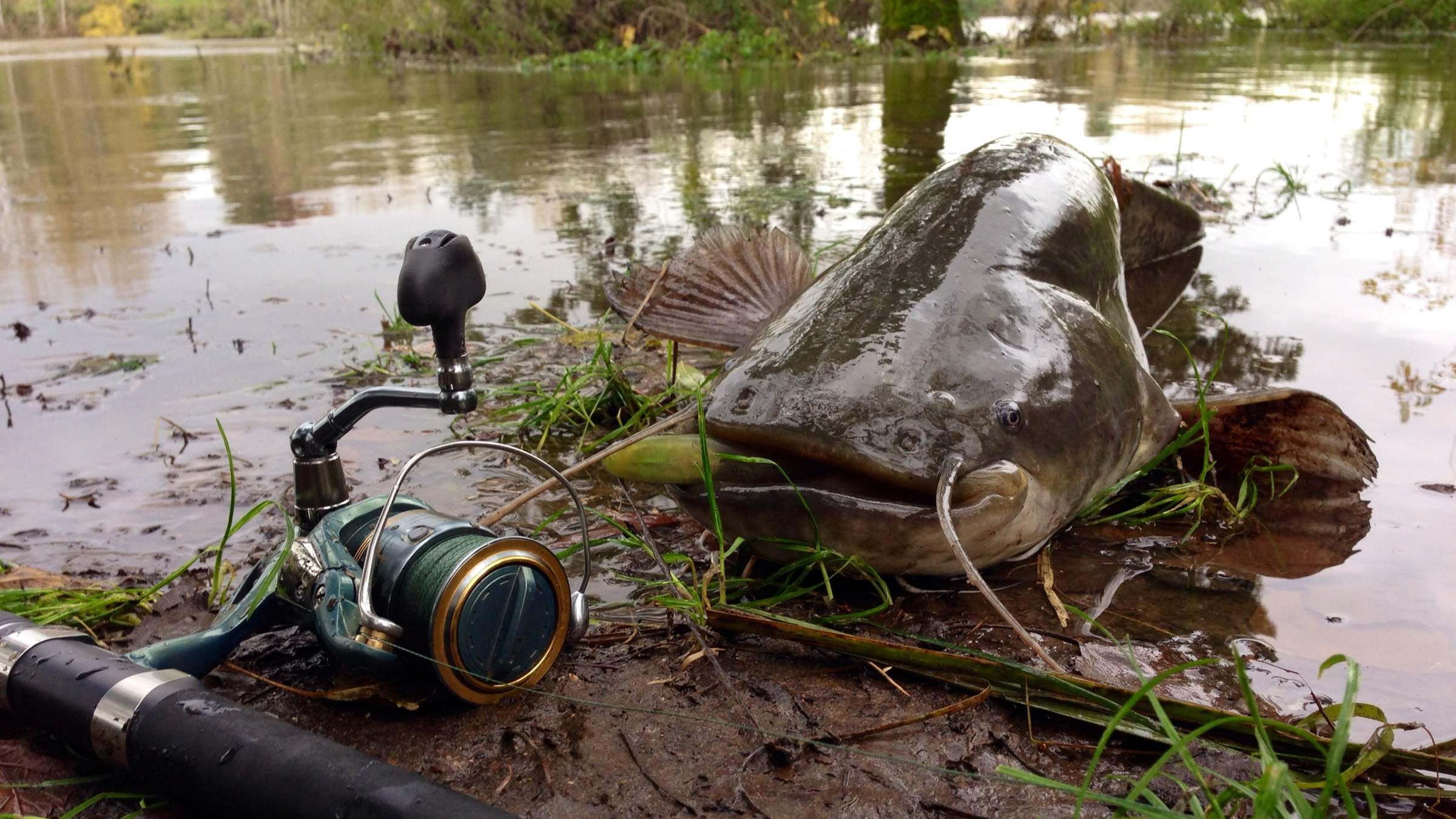 Сом в сентябре на донку с берега. Сом в сентябре на донку с берега. Приманка на сома. Искусственная приманка на сома. Приманка на сома.