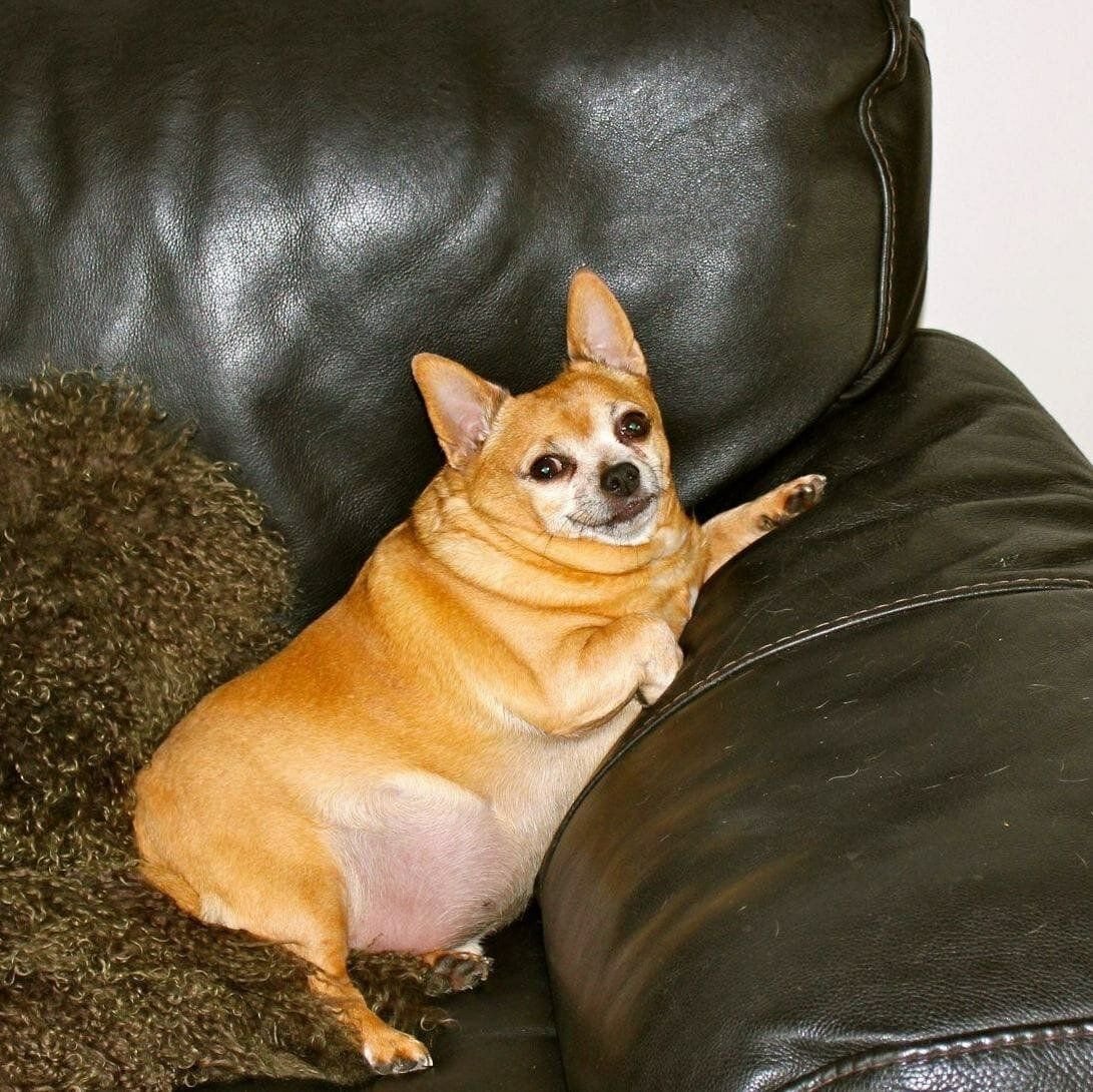 Толстая маленькая собака. Толстая чихуахуа. Чихуахуа переросток. Чихуахуа короткошерстные толстый. Чихуахуа мини толстая.
