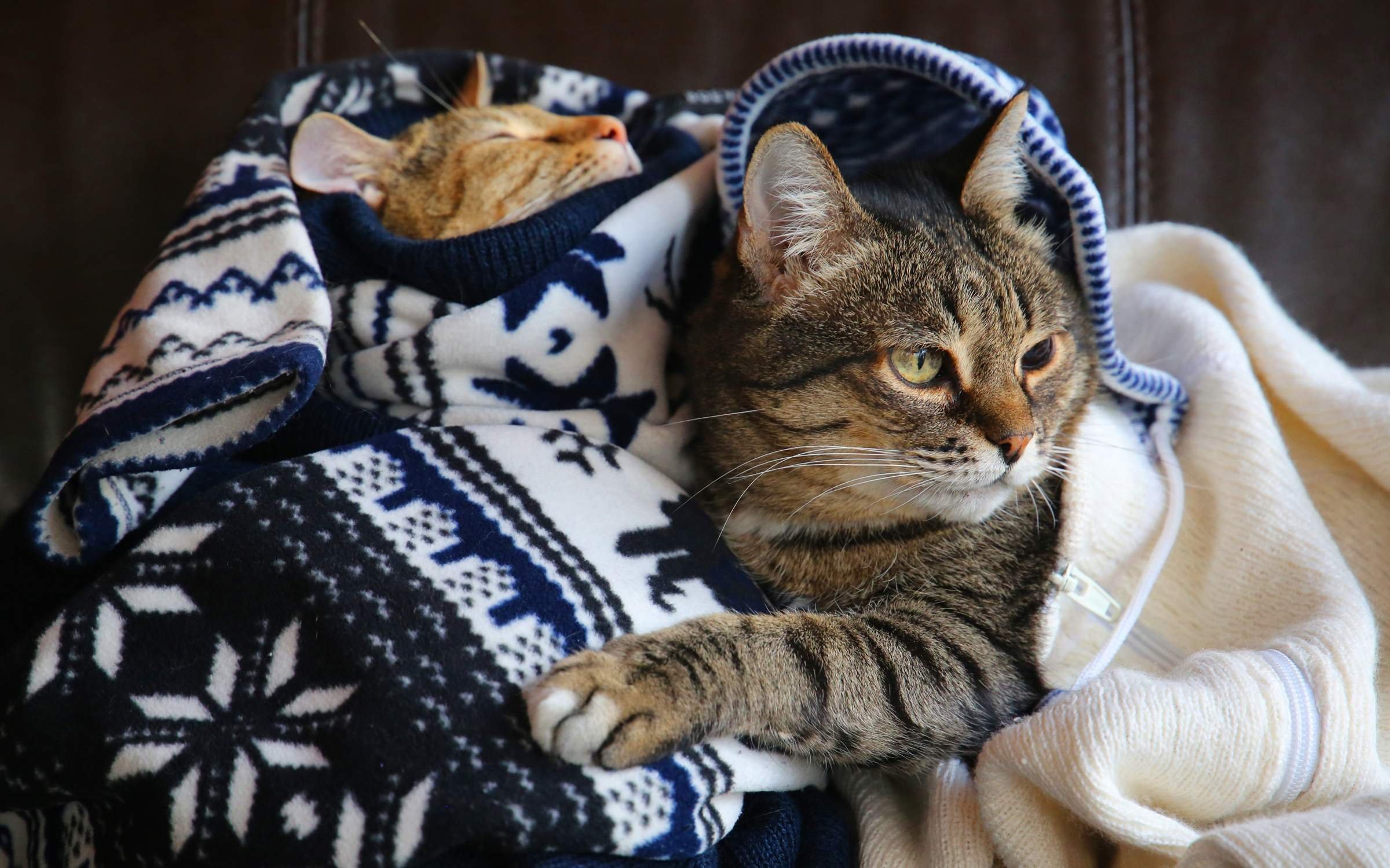 Уютная кошка. Уютные коты. Кот в пледе. Плед с кошками. Кот в свитере.
