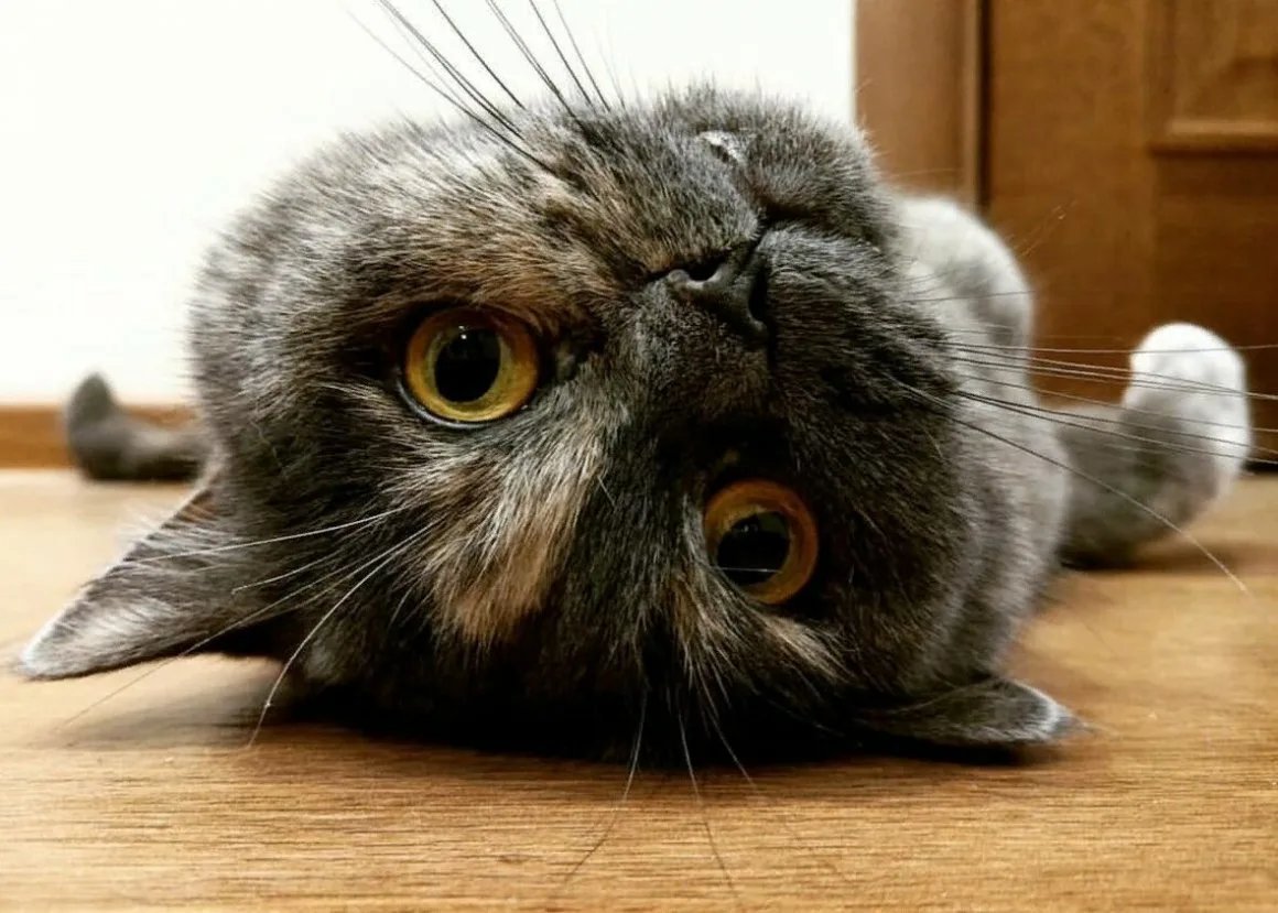 Кот думает. Кот задумчивый. Кошка задумалась. Задумчивая кошка. Котик думает.