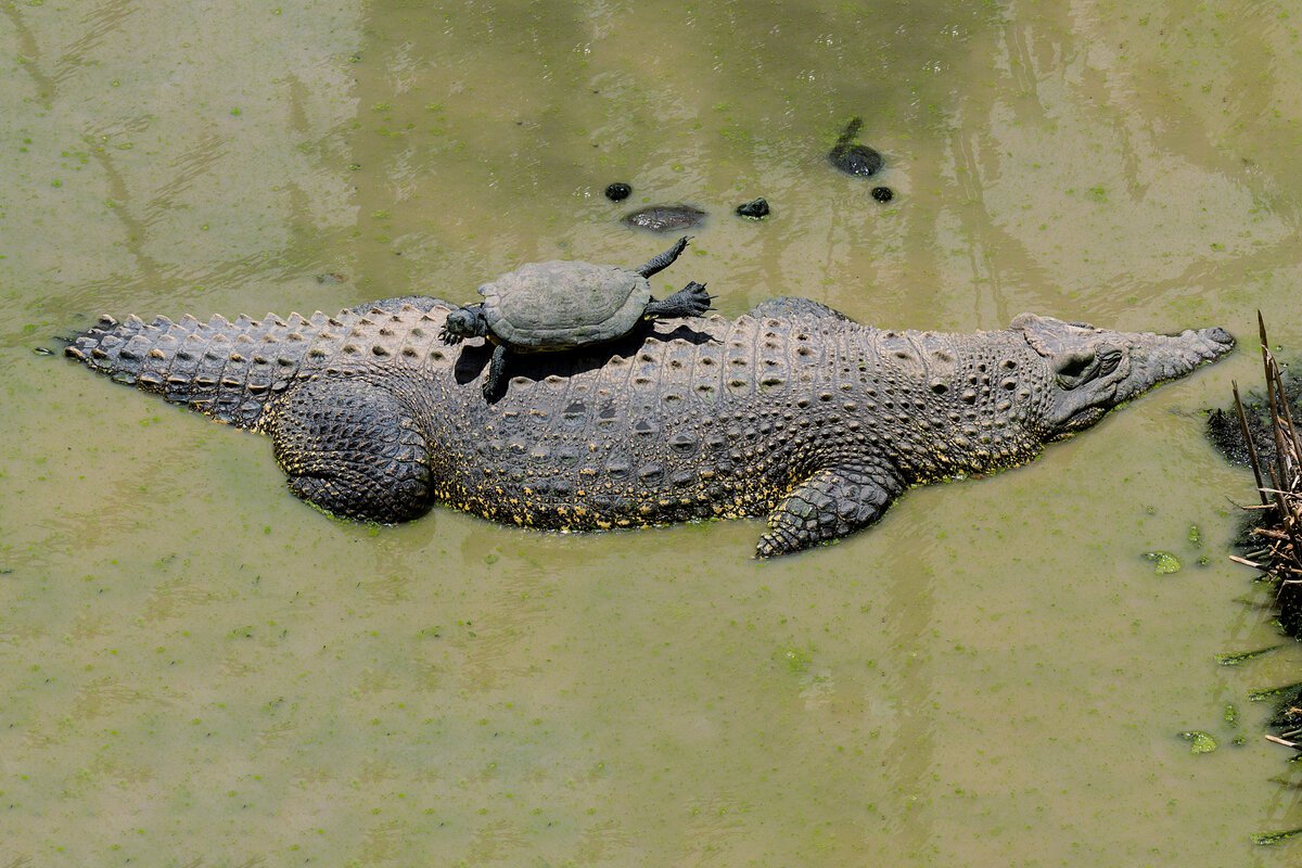 Кубинский крокодил фото