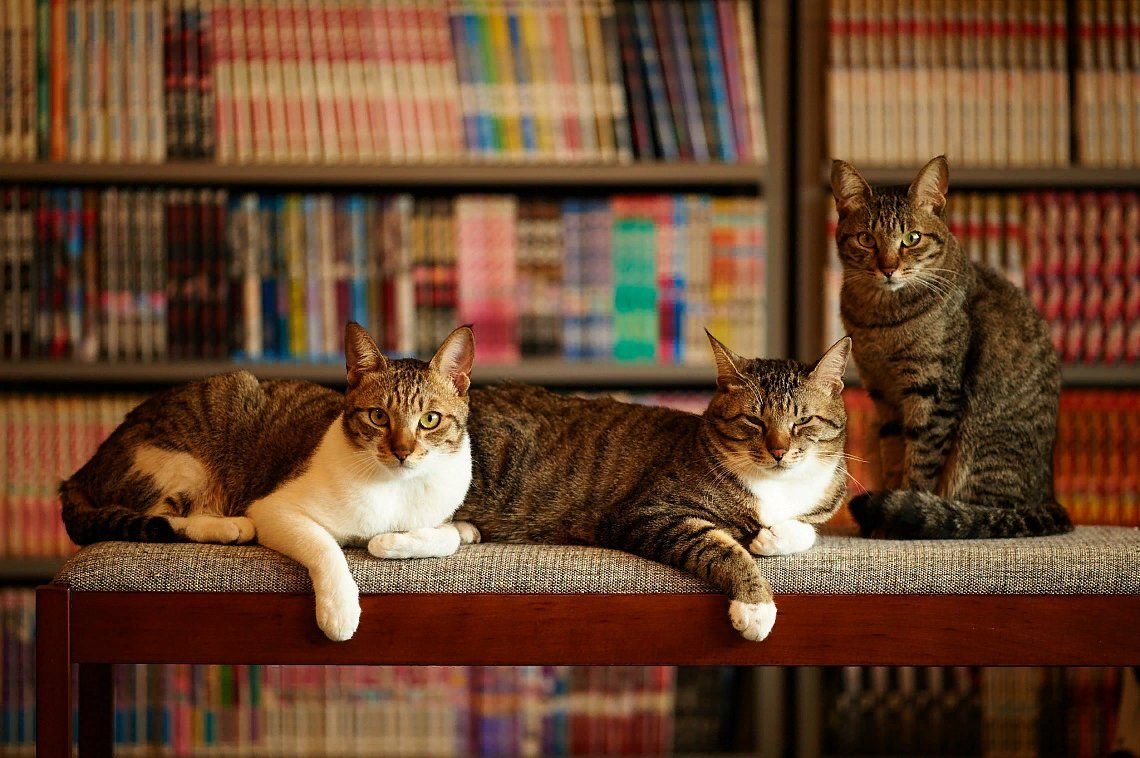 Картинки кот дома