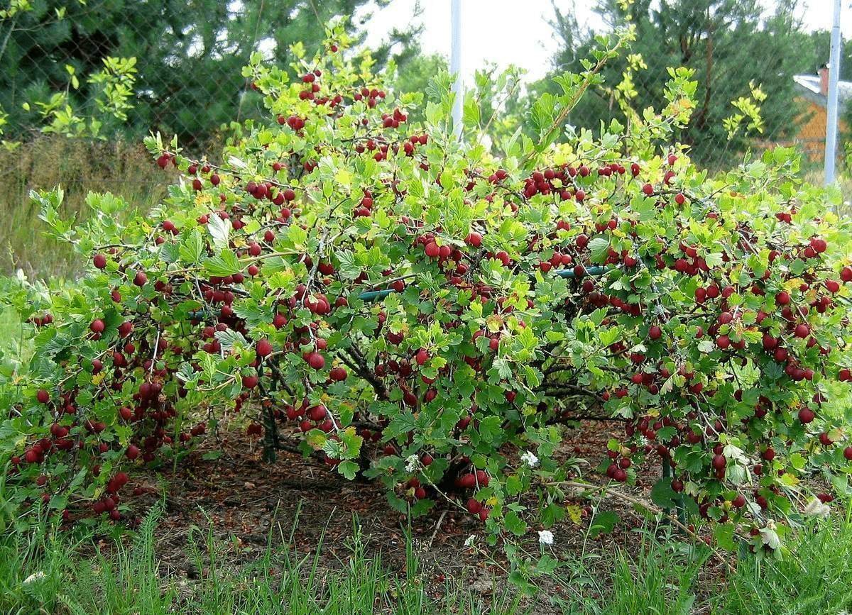 Кусты смородины на даче фото