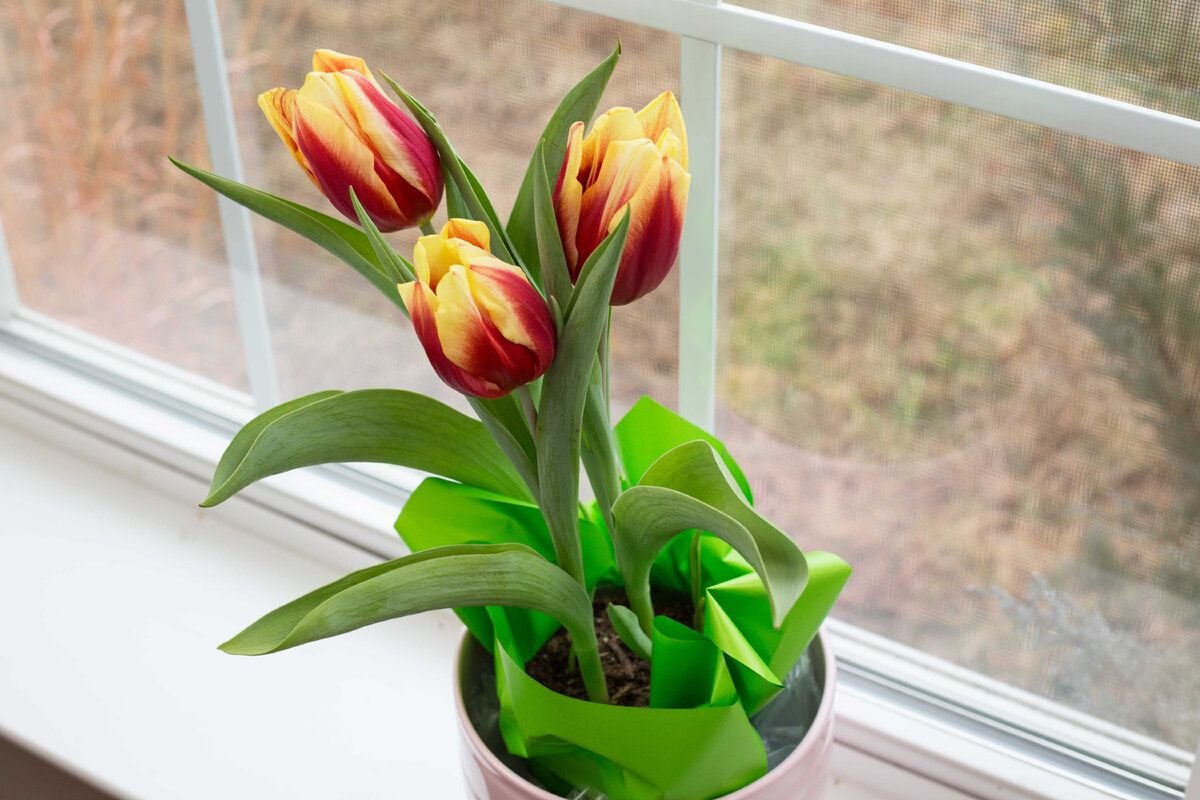 Как ухаживать за тюльпанами дома. Dome тюльпаны (Tulips) 031003. Тюльпан Геснера комнатный цветок. Домашние тюльпаны в горшках.