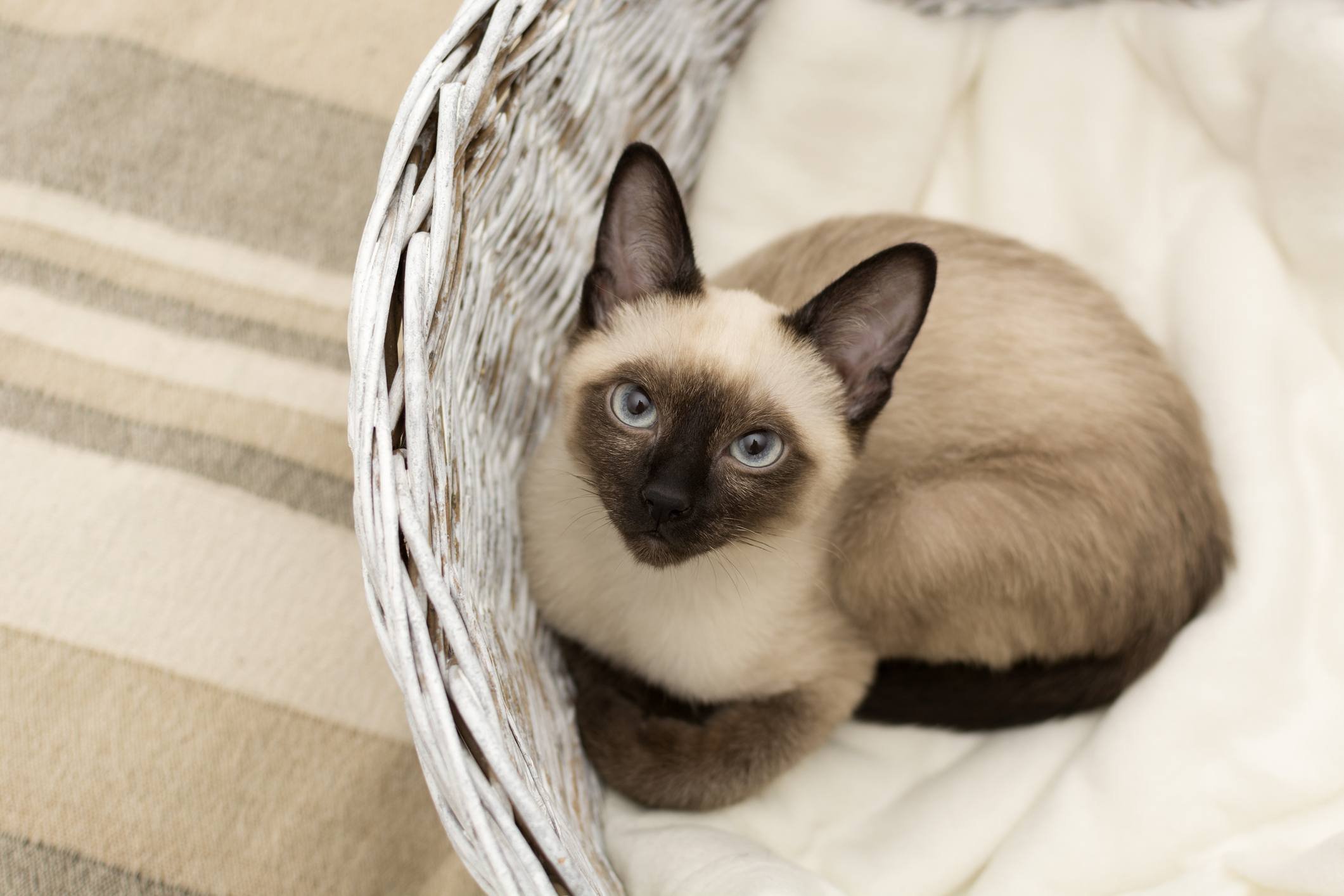 Siamese cat. Сиамская Королевская. Королевский сиамский кот. Сиамская кошка гипоаллергенная. Красивые сиамские кошки.