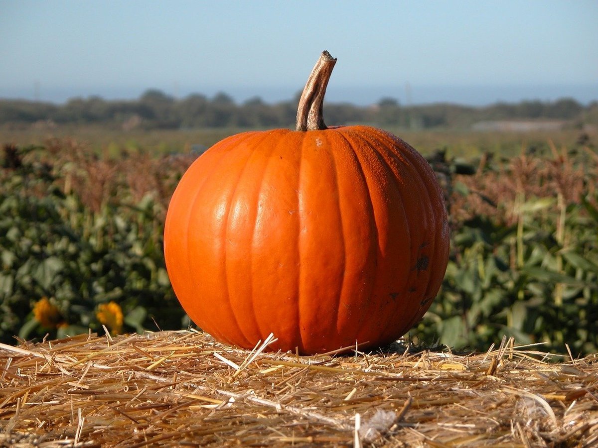 Pumpkin. Пампкин Пампкин тыква Пампкин. Тыква каботя. Самосейка тыква. Тыква Лесной орех.