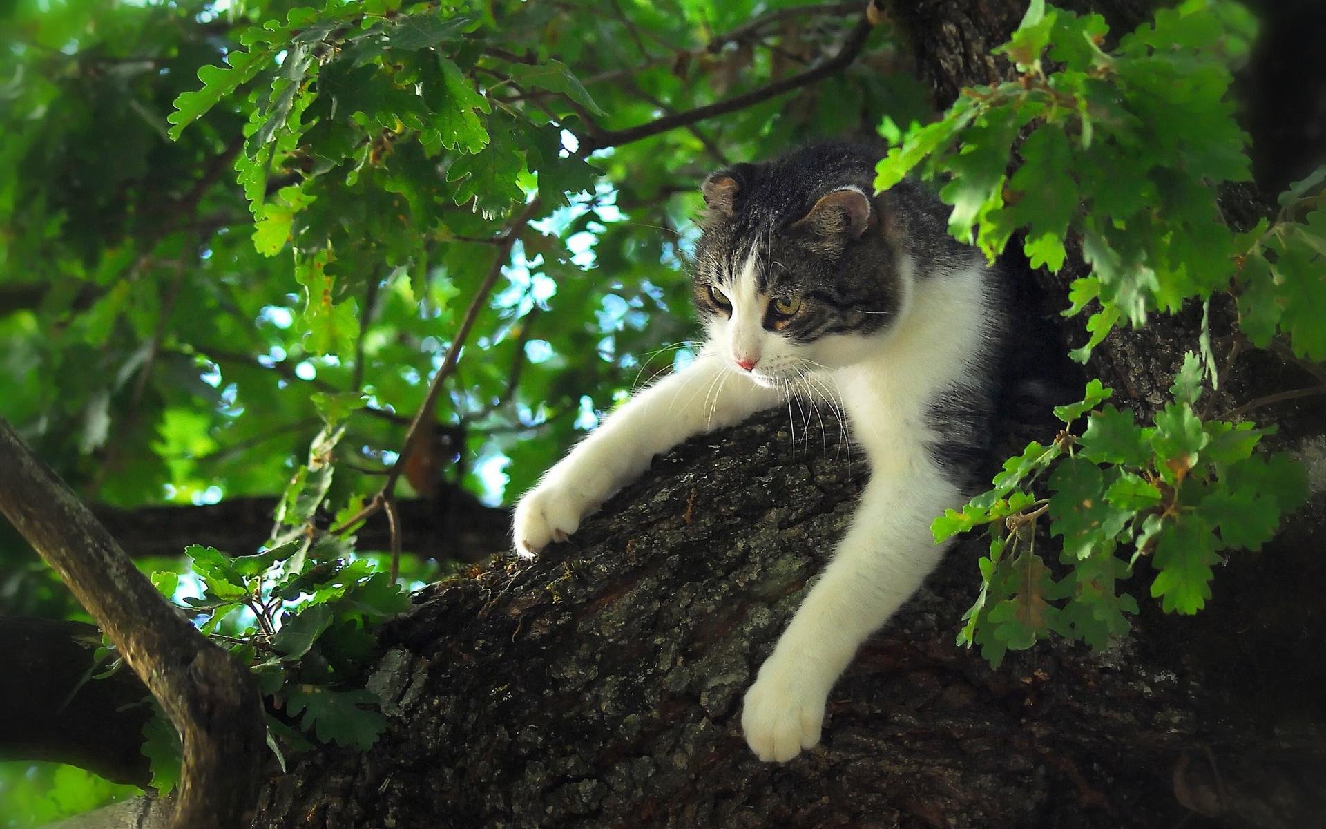 Картинки кошек на дереве