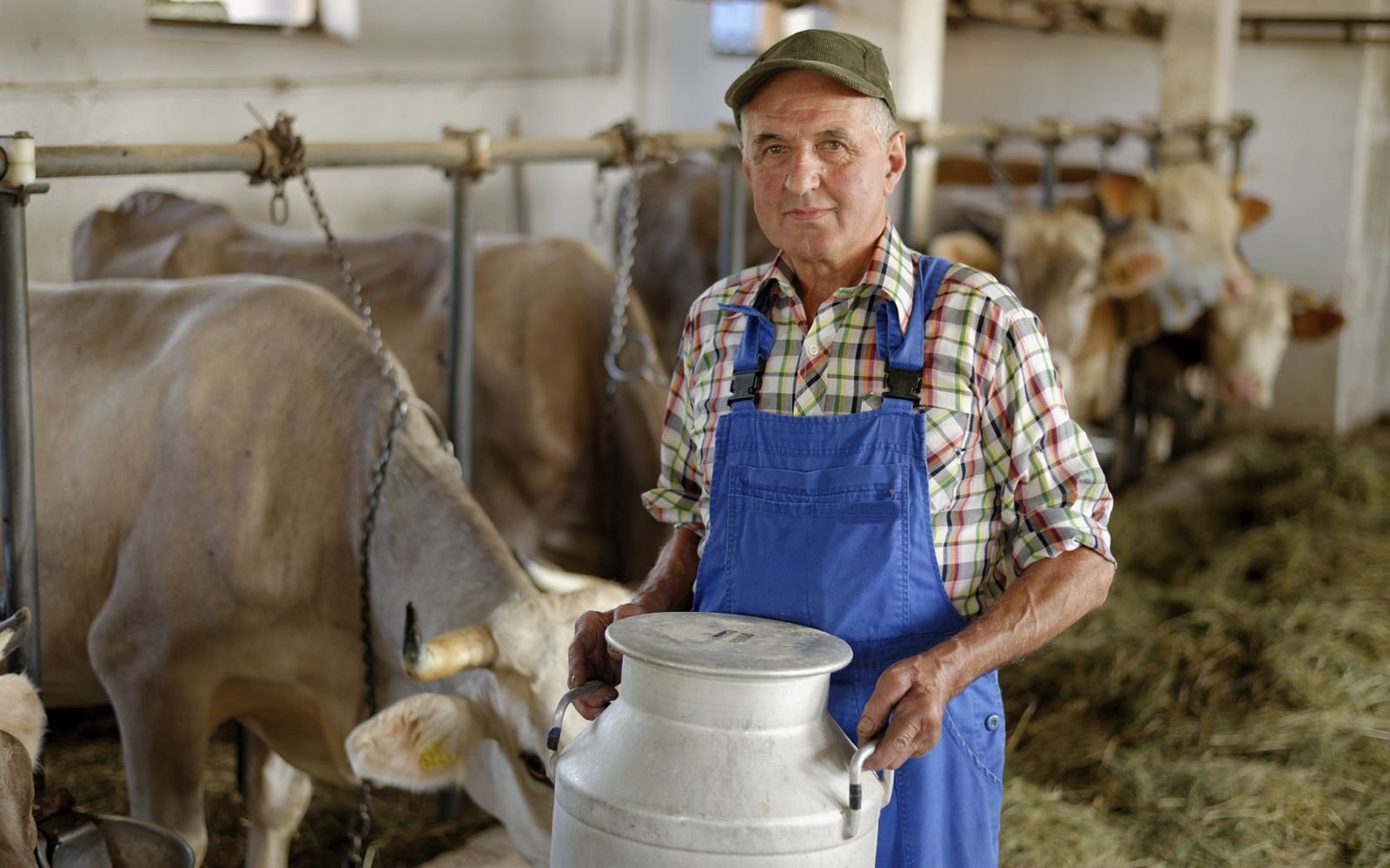 Оплата в животноводстве. Учет крс. Труд в сельской местности. Оплата в животноводстве. Свиноводство.