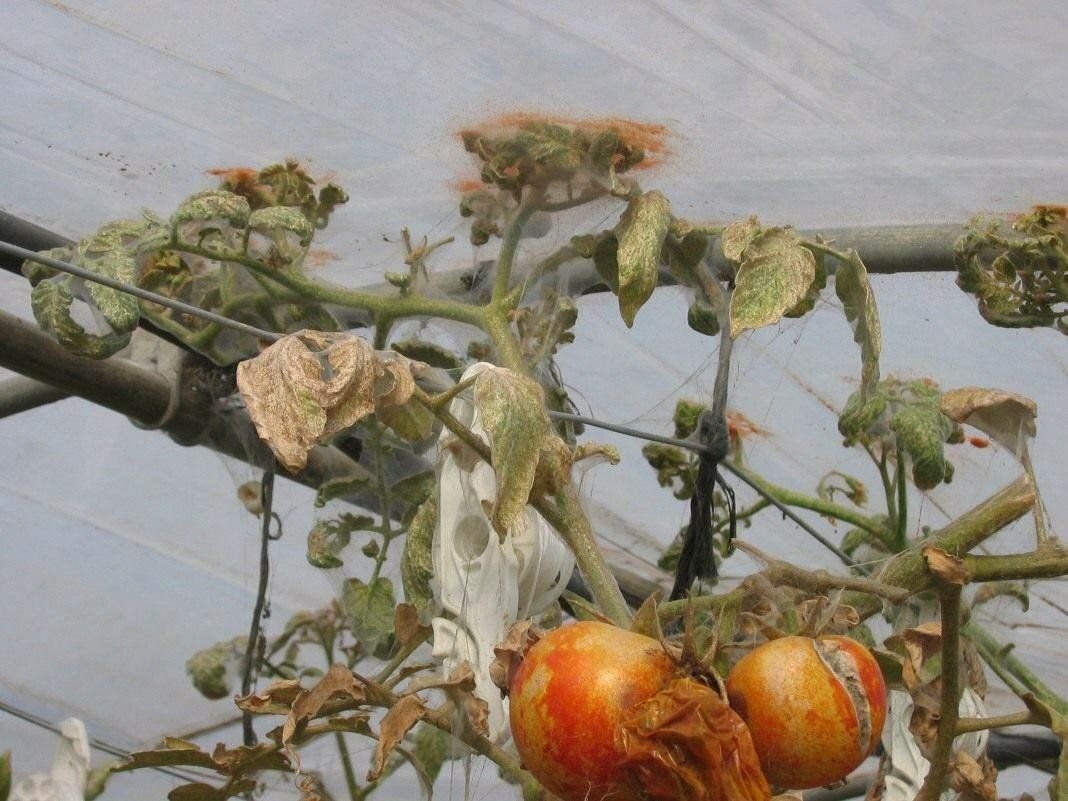 Паутинный клещ на томатах признаки фото