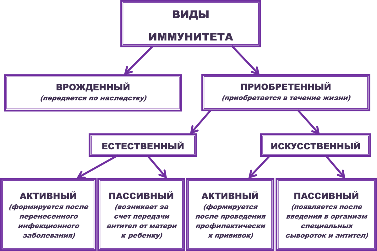 Какие бывают нарушения. Виды иммунитета схема. Иммунитет врожденный и приобретенный схема. Виды иммунитета схема 8 класс. Классификация видов иммунитета.