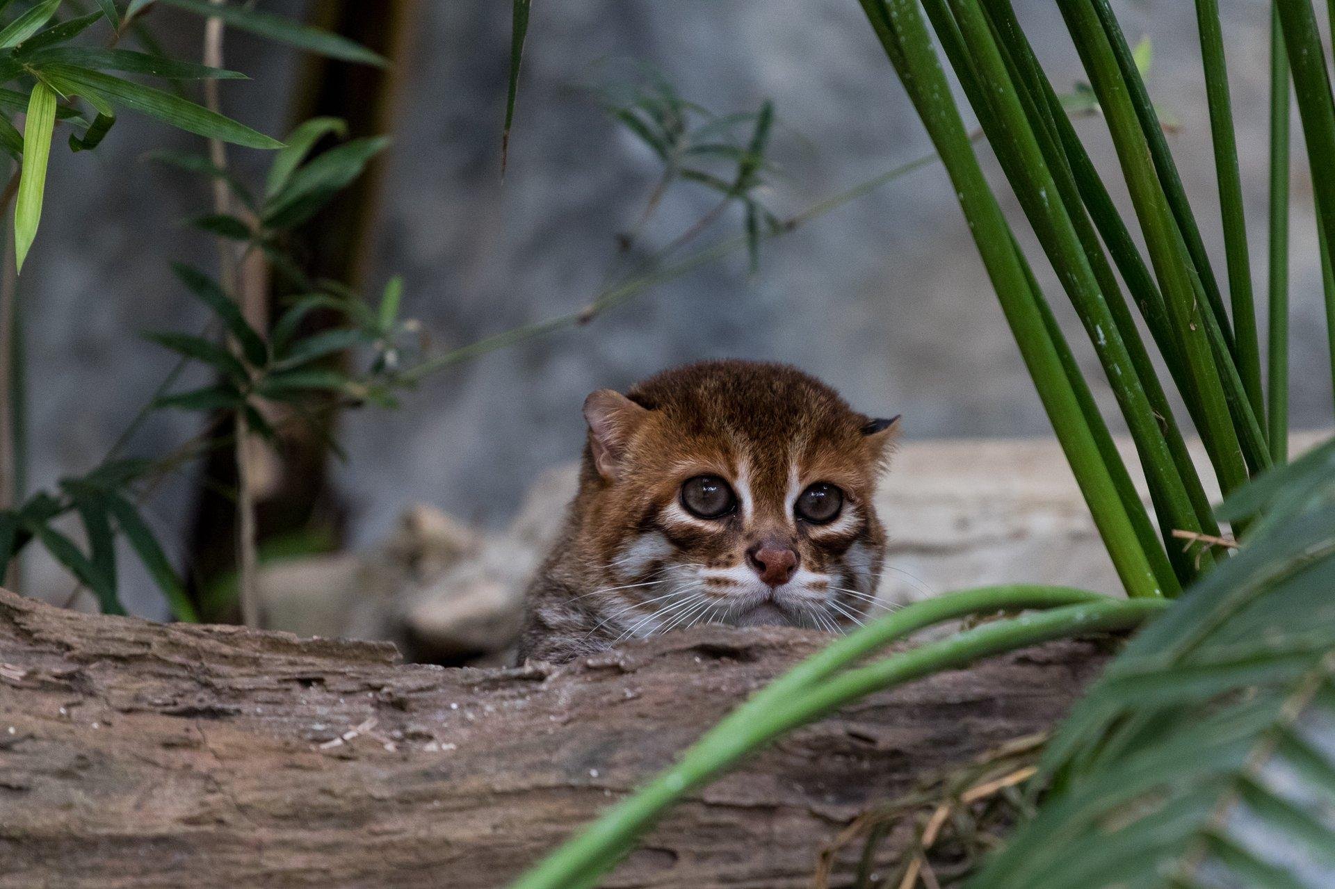 Суматранская плоскоголовая кошка