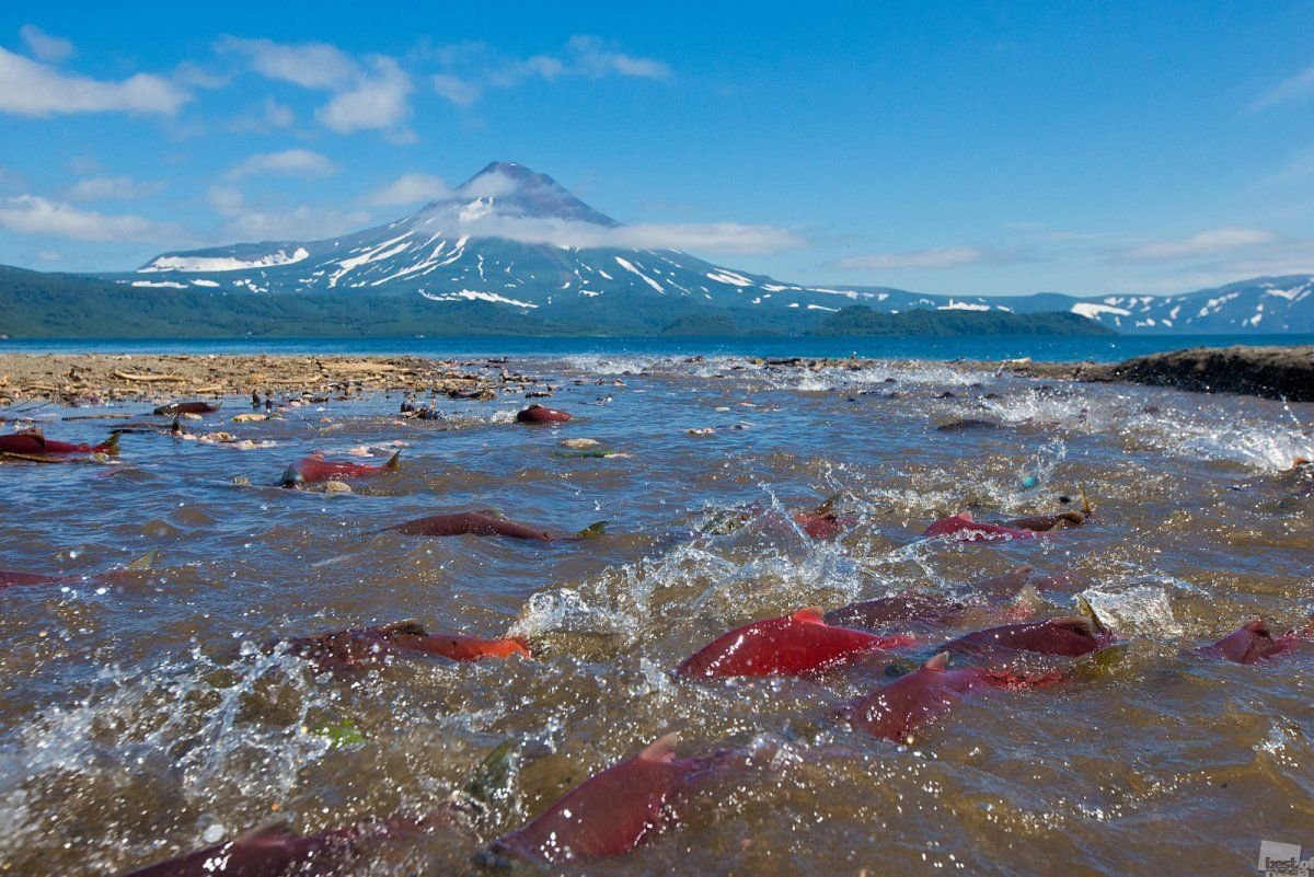 Самые красивые места на камчатке