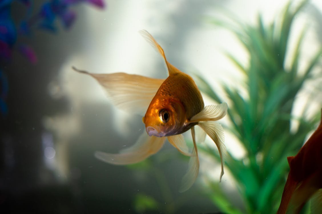 Золотая рыбка Ханафуса