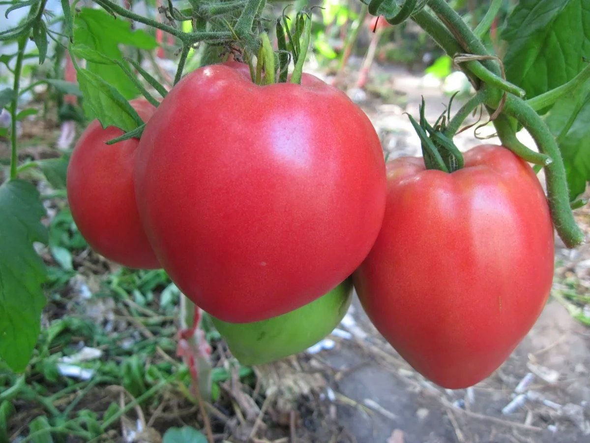 Сибирский розовый томат описание сорта фото