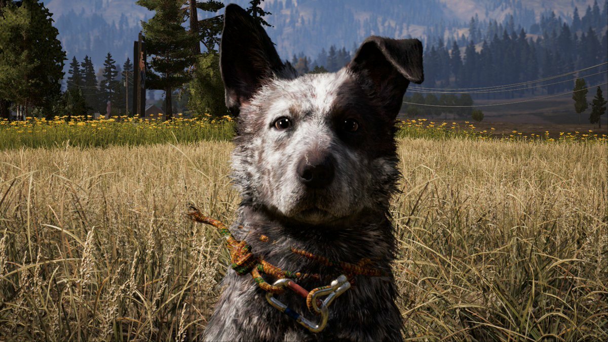 Dogs 5. Фар край 5. Far Cry 5 пес бумер. Бумер из фар край 5. Far Cry 5 собака бумер.