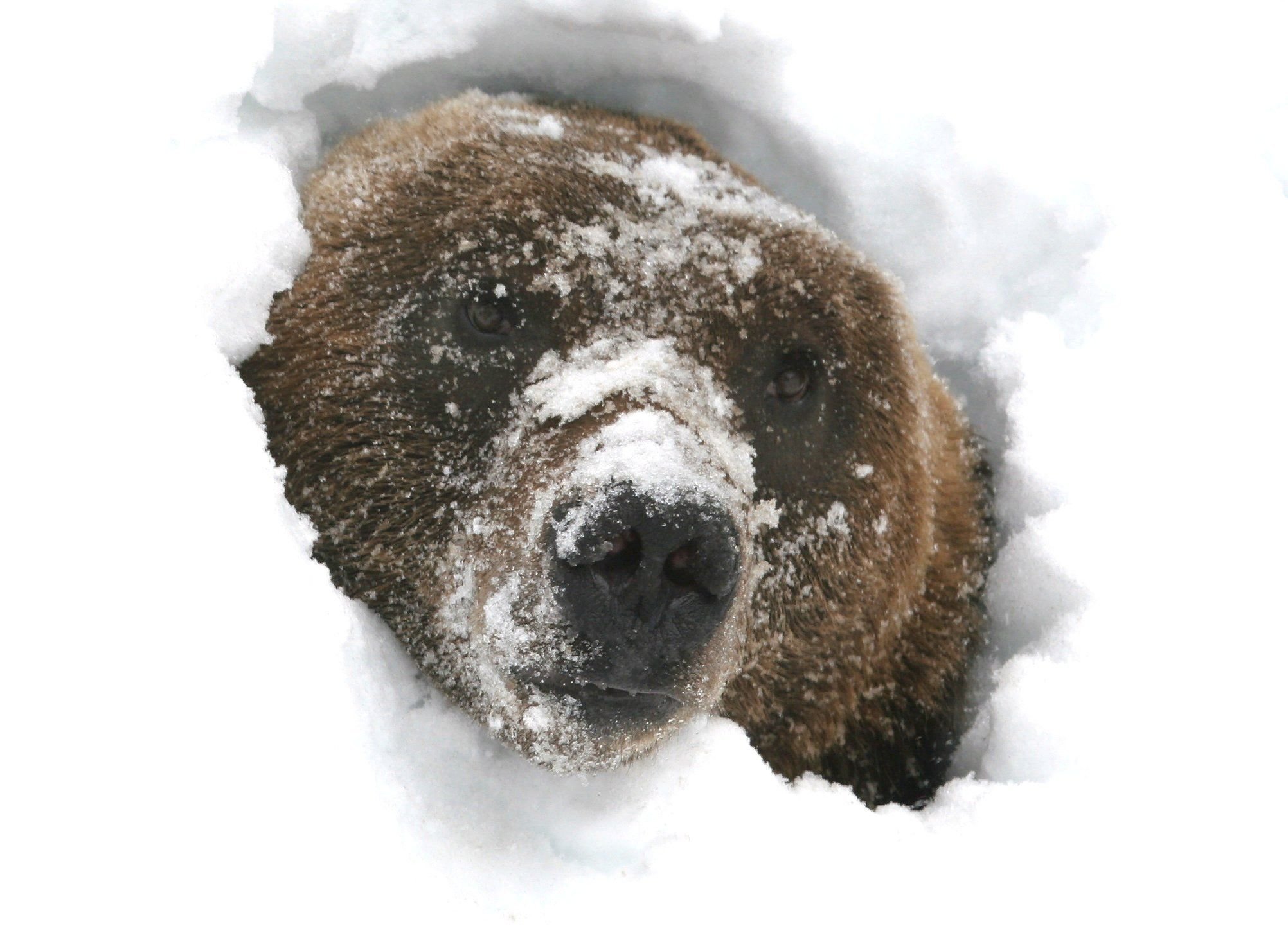 Медведь в сугробе. Бурый медведь зимой в берлоге. Бурый медведь в берлоге. Бурый медведь в спячке. Бурый медведь берлоги и спячка.