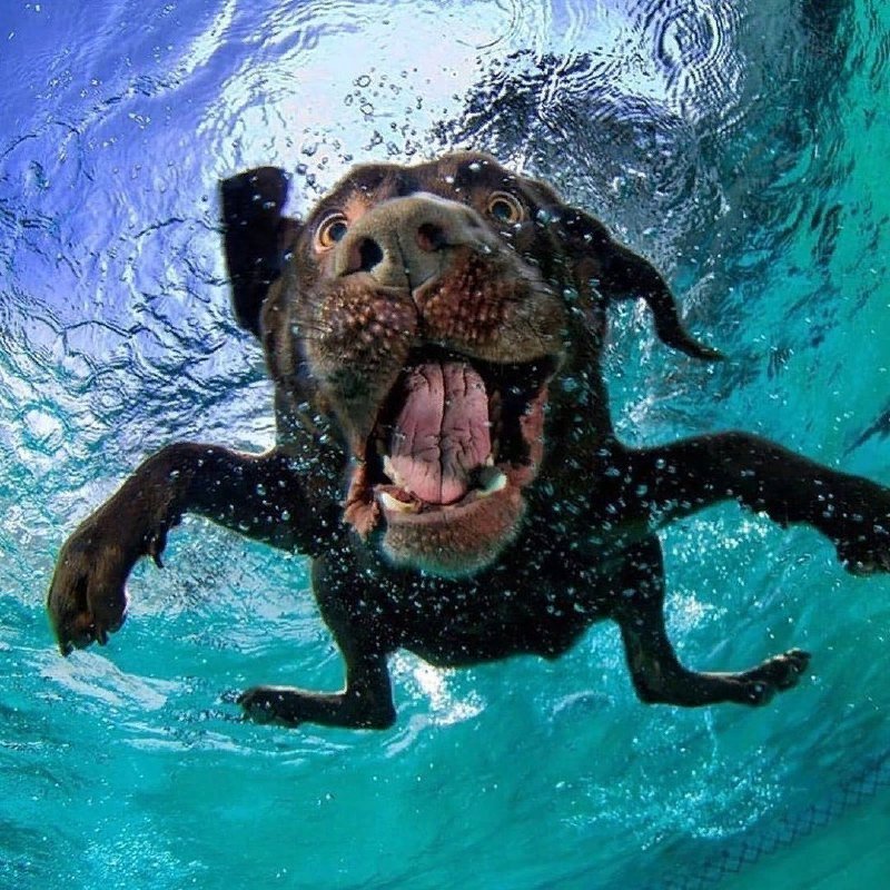 Собака в воде. Сет Кастил Seth Casteel. Underwater Dogs Seth Casteel. Лабрадор под водой.