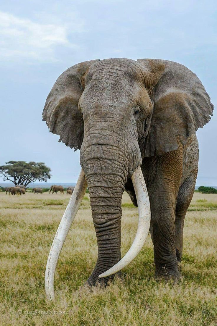 картинки больших животных в мире
