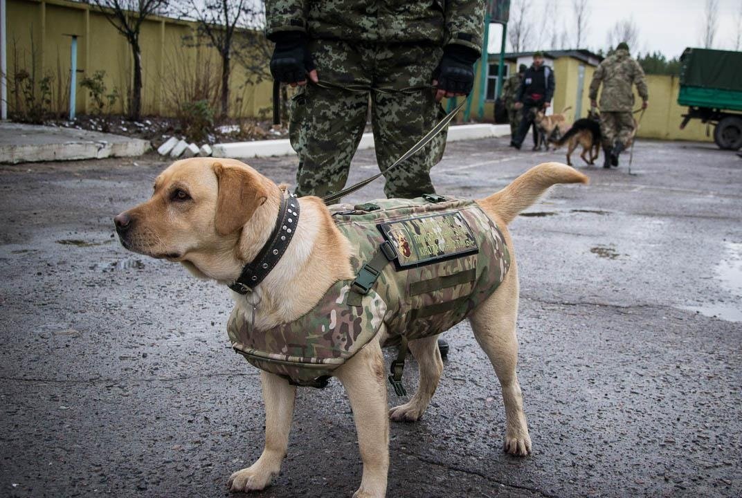 Собака разминирование фото