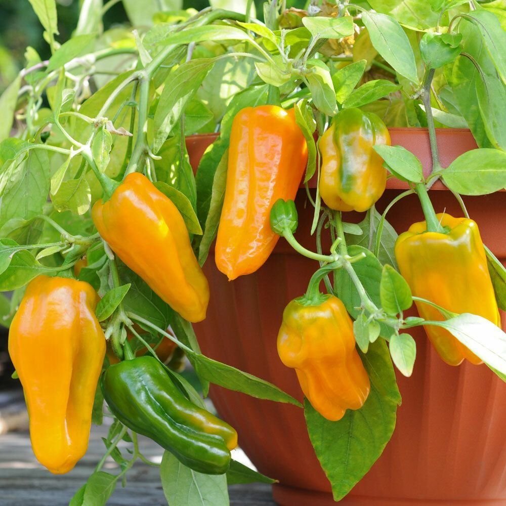 сорт перца клаудио. сладкий перец на грядке. перец сладкий форвард f1. перец сладкий куст. выращивание сладкого перца.