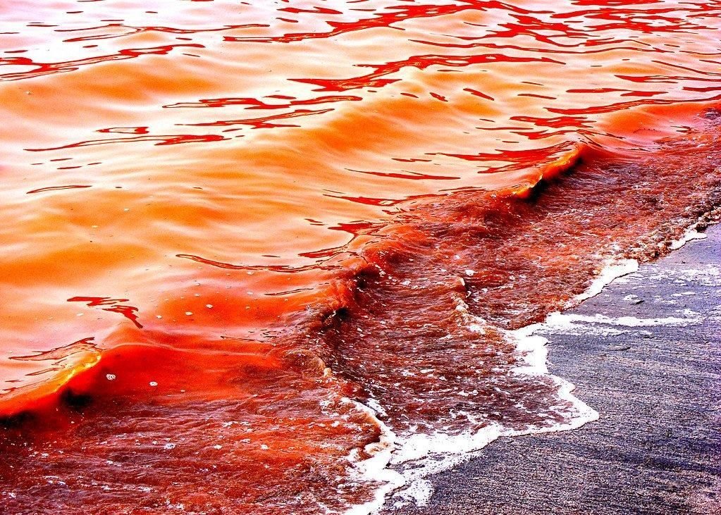 Красная вода видео. Водоросли красный прилив. Красное море цветение водорослей. Красное море в период цветения водорослей. Красный прилив Флорида.