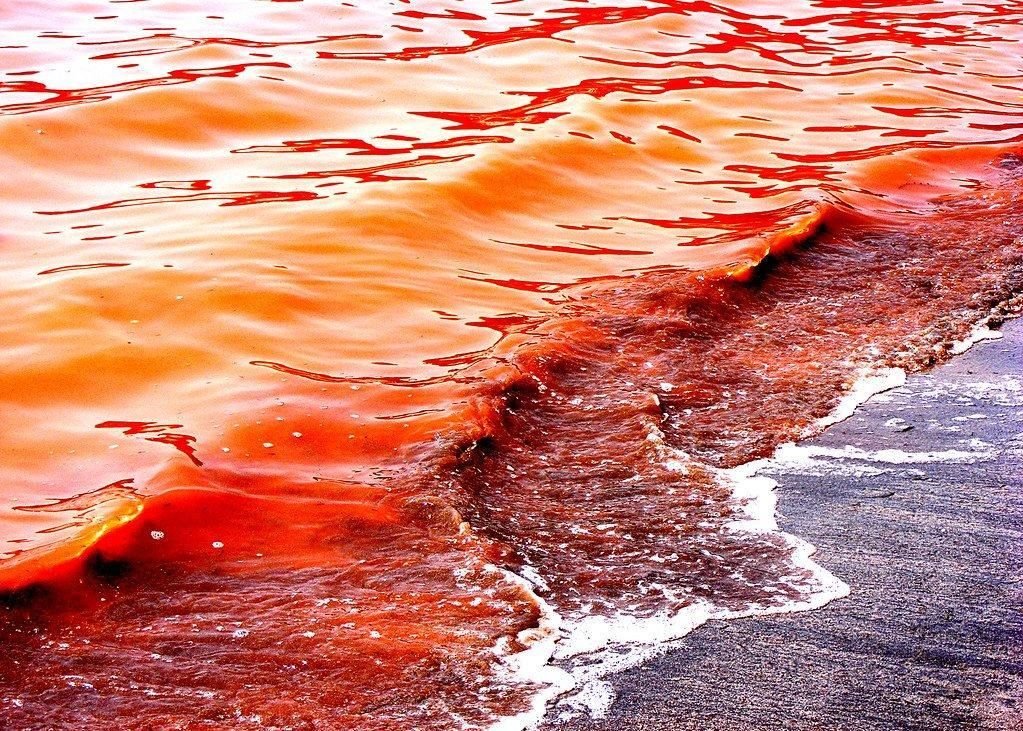 Море с красной водой