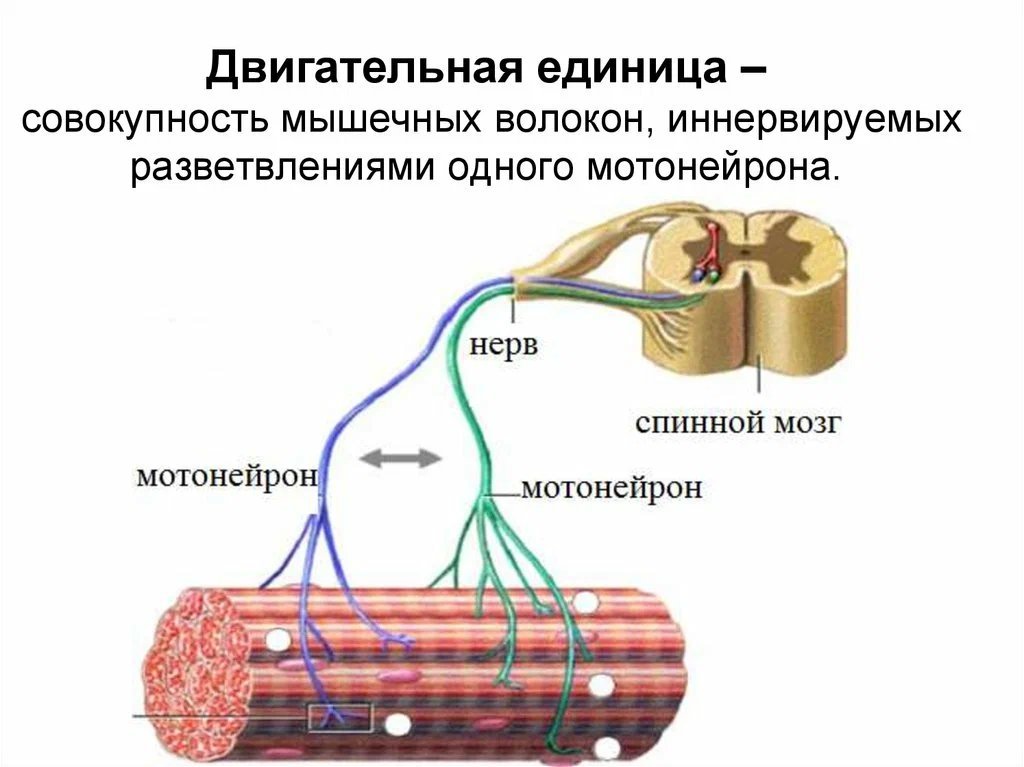 Строение локализации и общие свойства быстрых и медленных мышечных волокон презентация