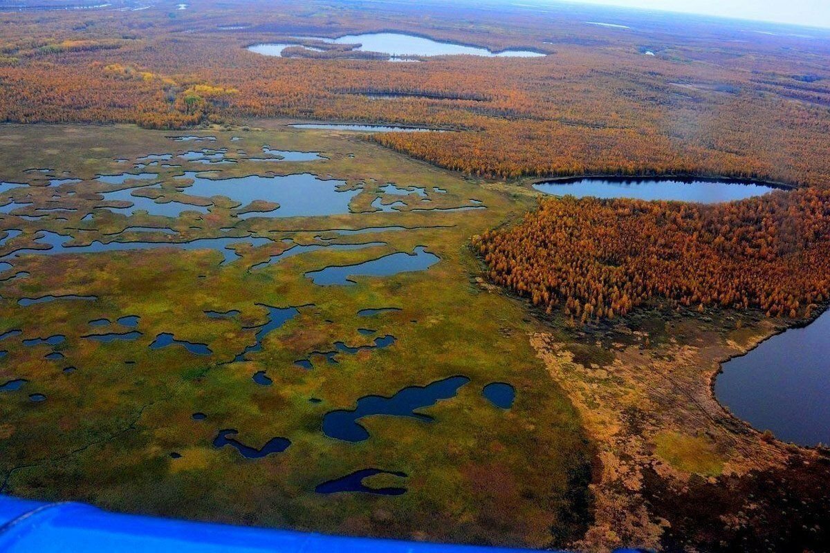 Васюганское болото фото