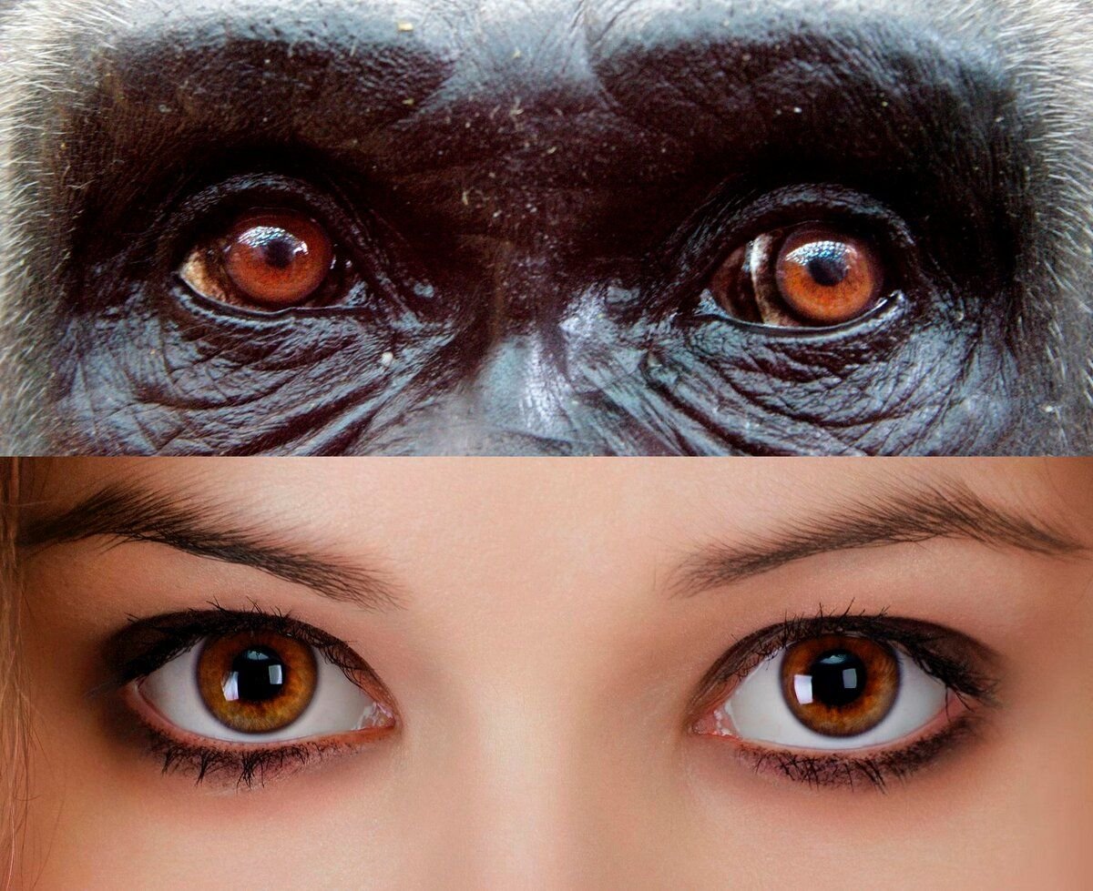 коричневые глаза. глаза похожи на песня. идёшь на меня похожий цветаева. глаза обезьяны. ледяной взгляд.