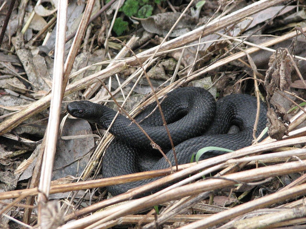 Гадюка Никольского (Vipera nikolskii)