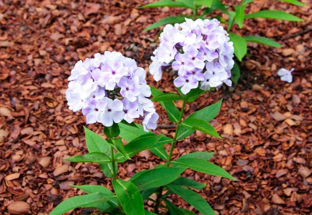 Подготовка флоксов к зиме. Флокс метельчатый Флейм Блю. Флокс Phlox paniculata Flame Marine. Флокс паникулата Лайт Блу метельчатый. Флокс метельчатый 'Flame Blue'.