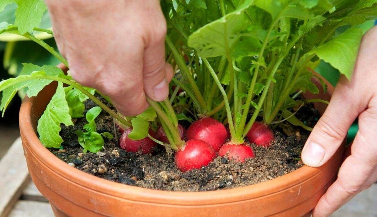 Редис прометей f1 на подоконнике. Можно ли вырастить редис. Можно ли вырастить редис. Редис в горшке. Редис на балконе.