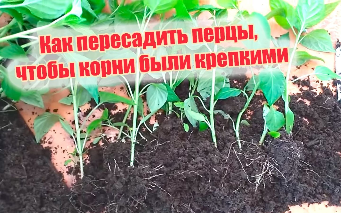 Можно ли пересаживать перец. Когда пересаживать перцы. Как пересадить перец. Перец пересаживают в какой фазе. Когда пересаживать перцы в большие стаканы