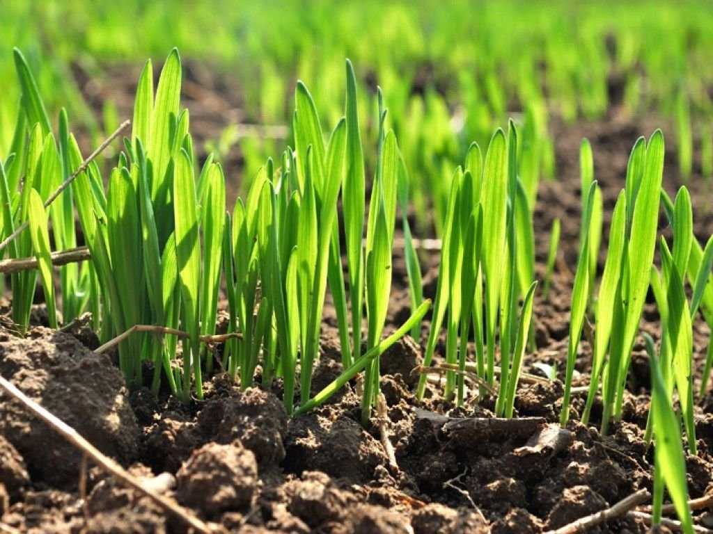 ростки пшеницы на поле. посевной газон. всходы яровой пшеницы. всходы, посевы озимых культур. посевы по весне 6 букв.