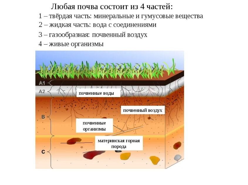 Какие слои почвы. Из чего состоит почва схема. Грунт слои почвы. Состав почвы слои. Из чего состоит почва 4 слоя.