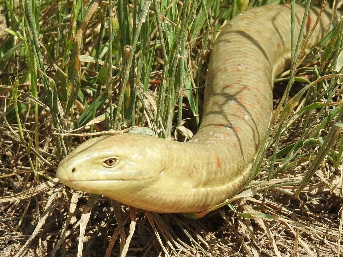Змеи Абхазии желтопузик