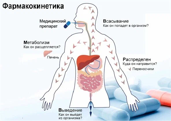 Фармакокинетика. Фармакокинетика всасывание лекарственных веществ. Фармакокинетика всасывание распределение. Фармакокинетика и Фармакодинамика схема. Фармакокинетика лекарственных средств схема.