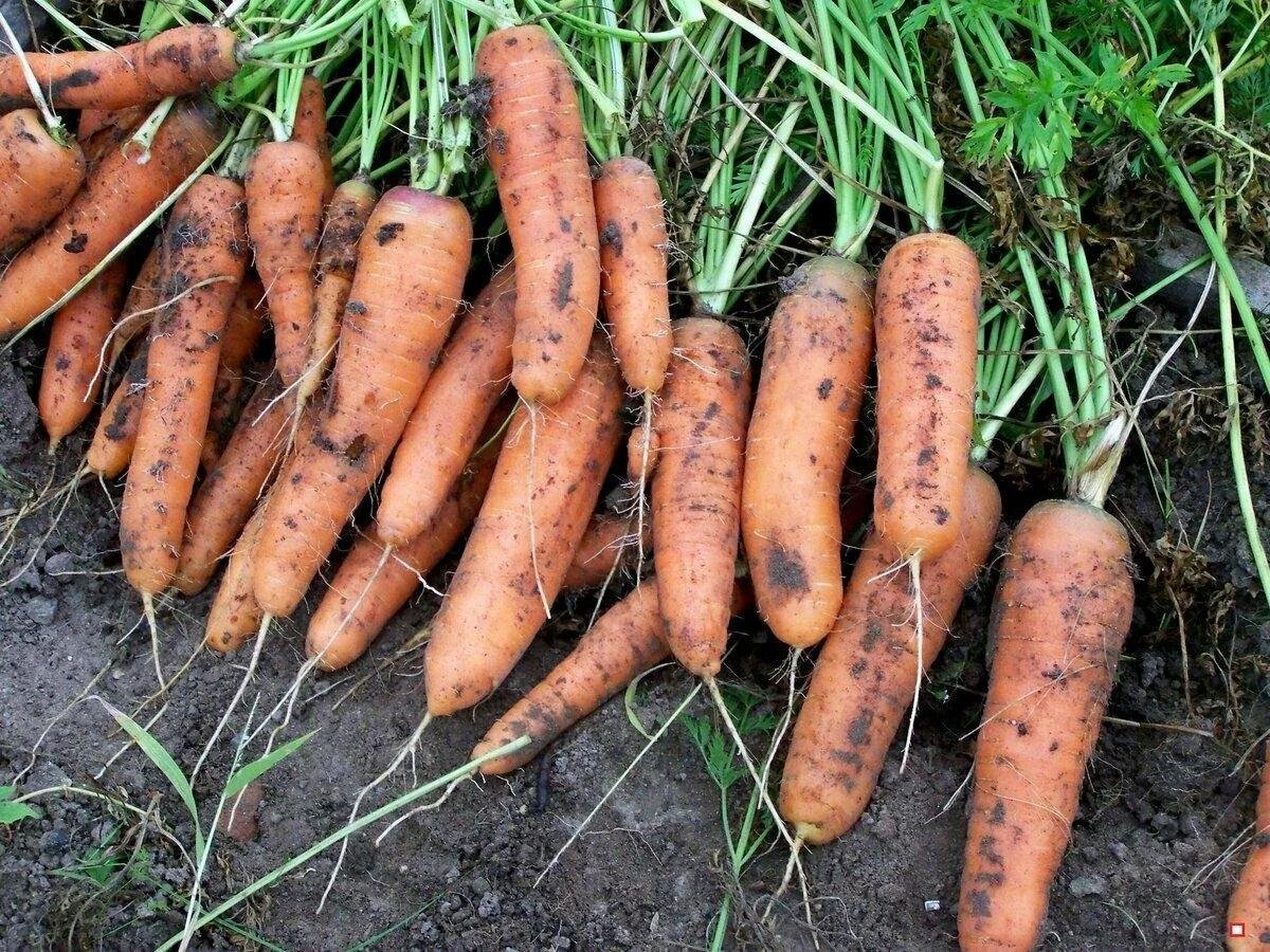 Как вырастить хороший урожай моркови