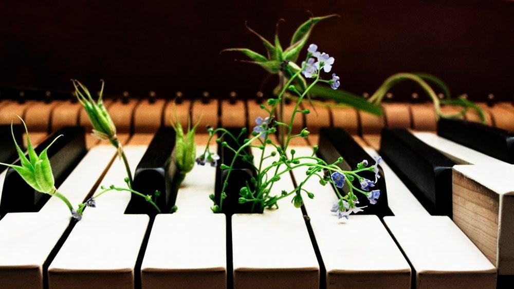 Включи песню цветы. Цветы для музыканта. Музыкальные растения. Музыка и растения. Влияние звука на растения.