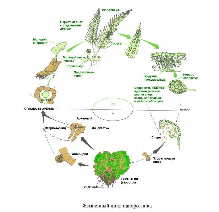 Папоротники жизненный цикл схема