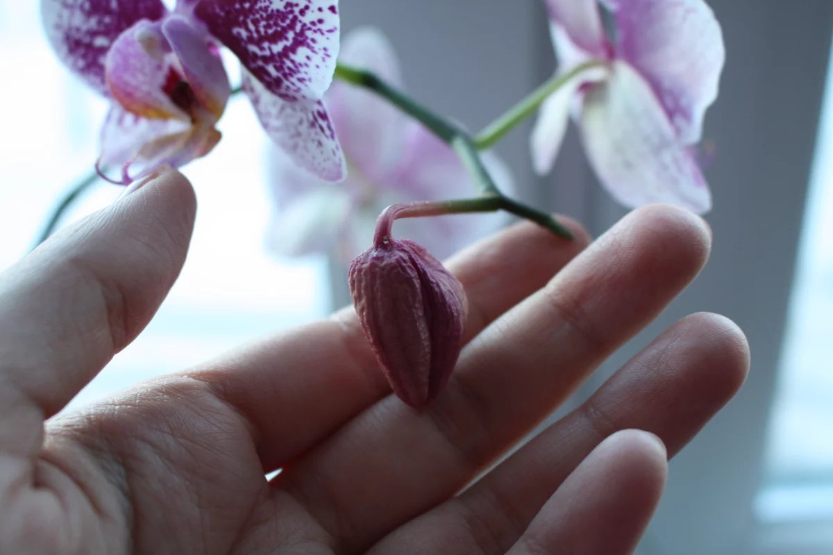 фаленопсис вянут бутоны. завявшая орхидея. орхидея вянут цветы что делать. завявшая орхидея. орхидея фаленопсис листья вялые.