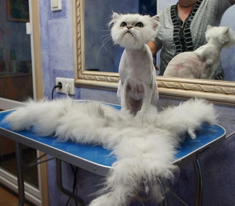 Можно ли подстричь беременную кошку
