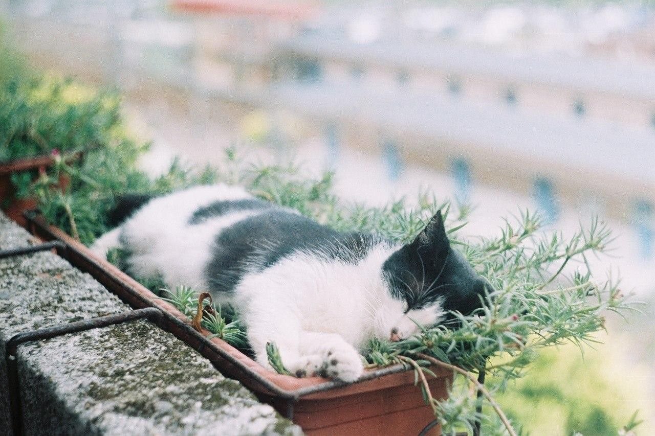Кот спит в рассаде