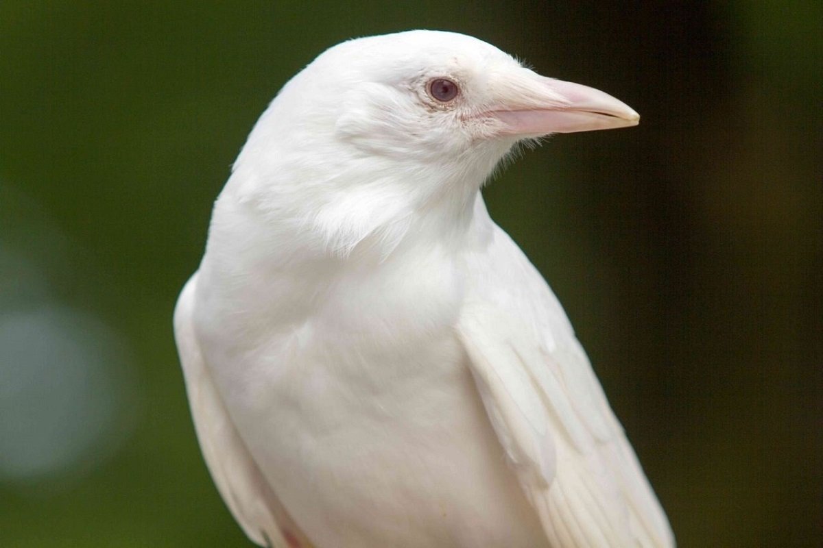 Фото белой вороны