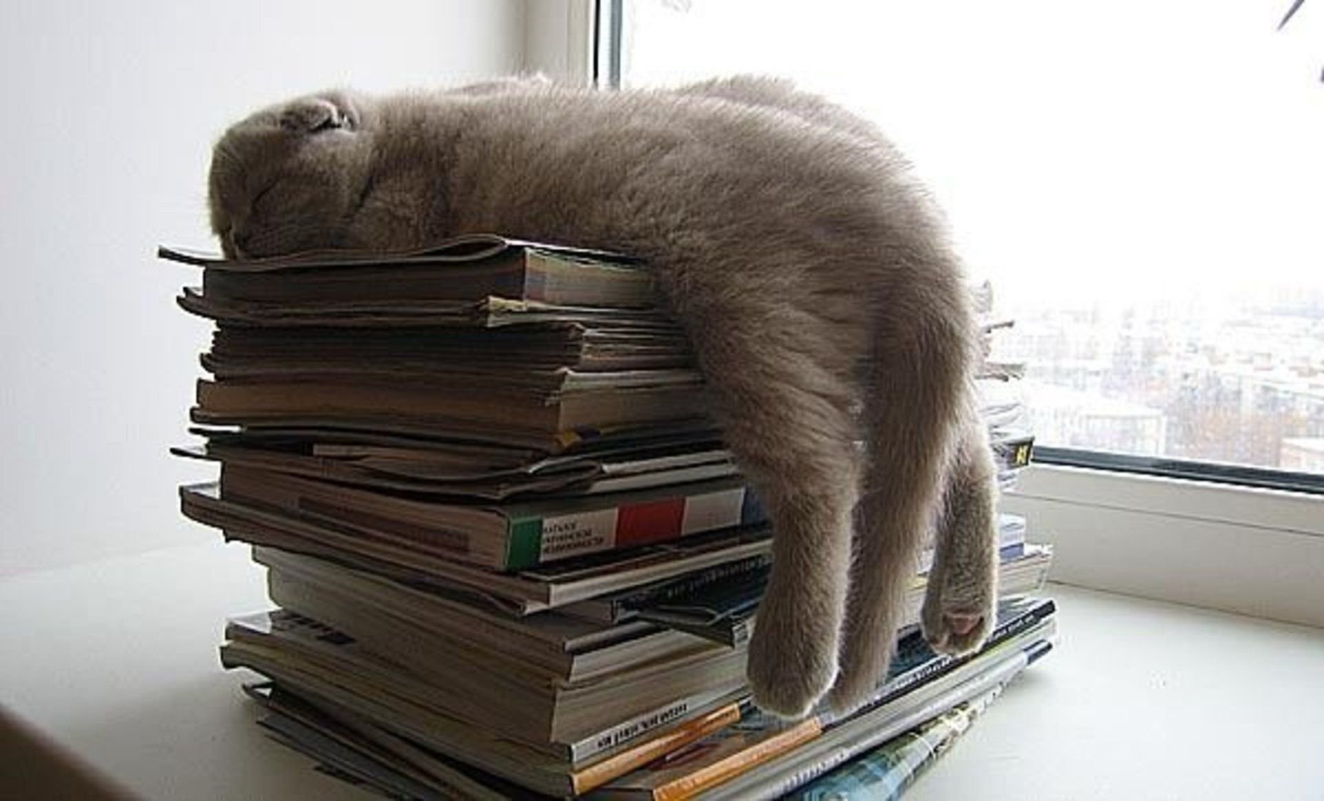 Видел все на перед. Кот с книгой. Кот устал. Умный кот.