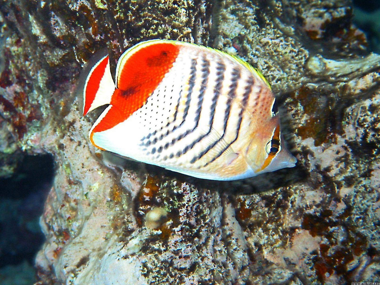 Рыба бабочка. Chaetodon xanthurus. Коричневополосая рыба бабочка. Седлоспинная рыба бабочка. Chaetodon madagascariensis.