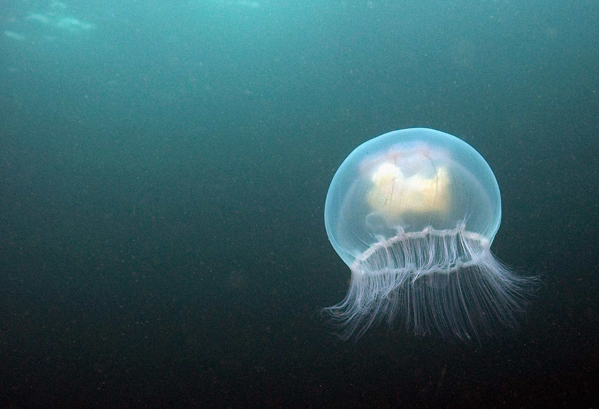 Картинки морских медуз